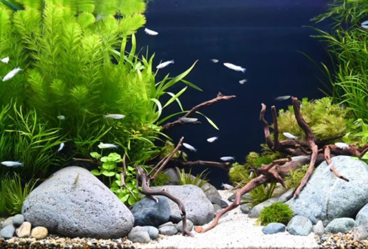 水草と流木を配置した水槽内を泳ぐメダカの群れ